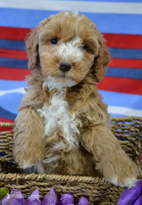 Perry Mini Poodle Ml 1