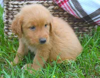 Grant GR M1, a male Golden Retriever for sale in Kendallville, IN – 2 of 6