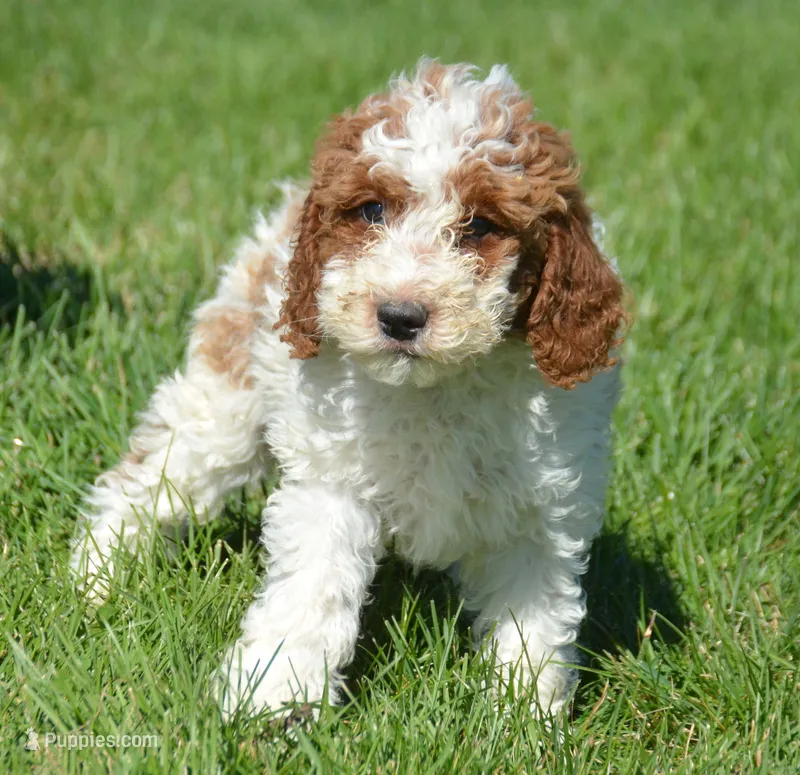 Pasko Mini Poodle M2-4 – Poodle - Miniature  puppy for sale in Kendallville, IN