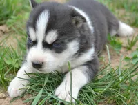 Hollie Husky FM 3 , a female Siberian Husky for sale in Kendallville, IN – 2 of 2
