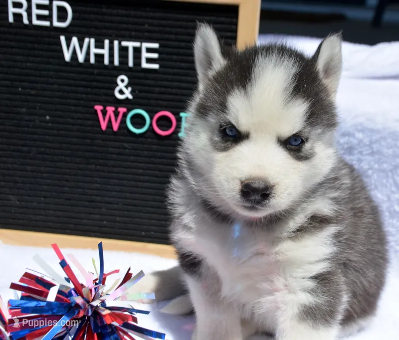 Harper Husky FM 2 – Siberian Husky puppy for sale in Kendallville, IN