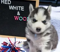 Harper Husky FM 2, a female Siberian Husky for sale in Kendallville, IN – 4 of 8