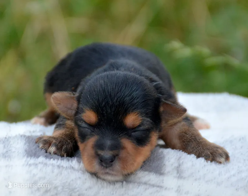 Yvonne Yorkie FM4 – Yorkshire Terrier puppy for sale in Kendallville, IN