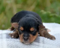 Yvonne Yorkie FM4, a female Yorkshire Terrier for sale in Kendallville, IN – 1 of 1