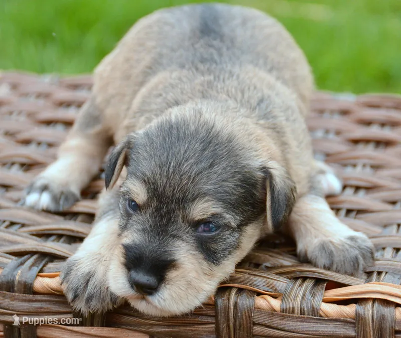 Marty Mini Schn M2 – Miniature Schnauzer puppy for sale in Kendallville, IN