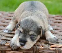 Marty Mini Schn M2, a male Miniature Schnauzer for sale in Kendallville, IN – 3 of 5