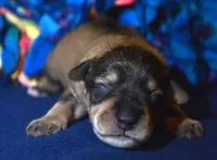 Marty Mini Schn M2, a male Miniature Schnauzer for sale in Kendallville, IN – 5 of 5