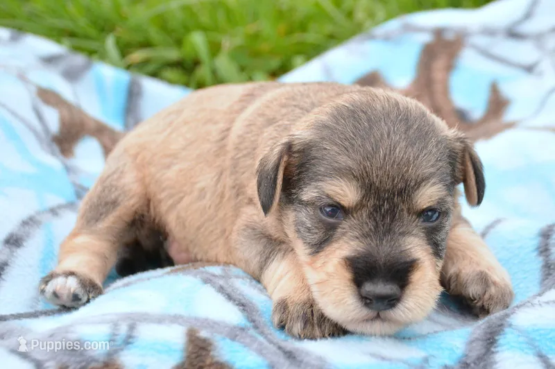 Marty Mini Schn M2 – Miniature Schnauzer puppy for sale in Kendallville, IN