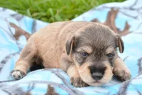 Marty Mini Schn M2, a male Miniature Schnauzer for sale in Kendallville, IN – 4 of 5