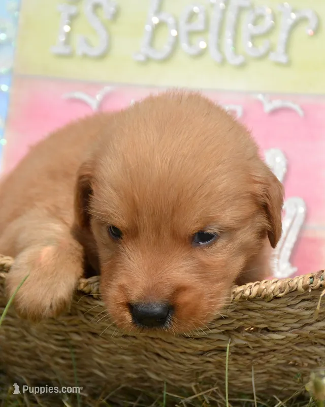 Gunner GR M3 – Golden Retriever puppy for sale in Kendallville, IN