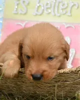 Gunner GR M6, a male Golden Retriever for sale in Kendallville, IN – 3 of 6