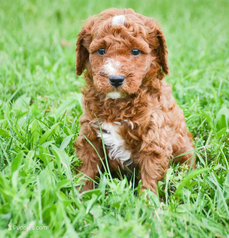 Phil Mini Poodle M2-2 – Poodle - Miniature  puppy for sale in Kendallville, IN