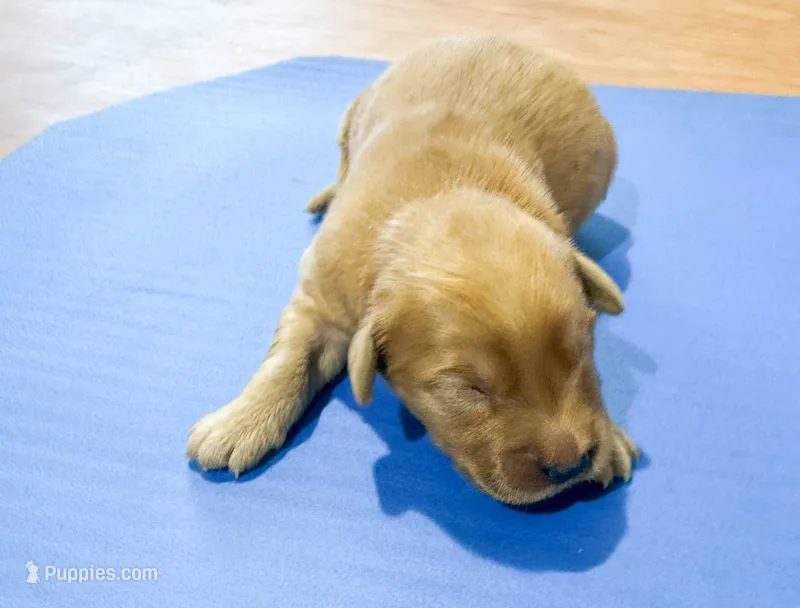 Gunner GR M3 – Golden Retriever puppy for sale in Kendallville, IN
