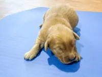 Gunner GR M3, a male Golden Retriever for sale in Kendallville, IN – 1 of 1