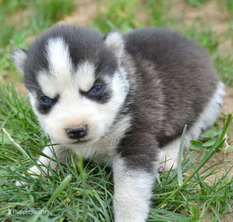 Halie Husky FM 4 – Siberian Husky puppy for sale in Kendallville, IN