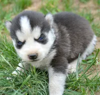 Halie Husky FM 4, a female Siberian Husky for sale in Kendallville, IN – 1 of 2