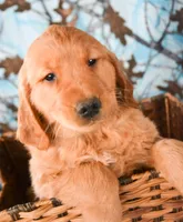 Gizmo Golden 2, a male Golden Retriever for sale in Kendallville, IN – Photo 1 of 2