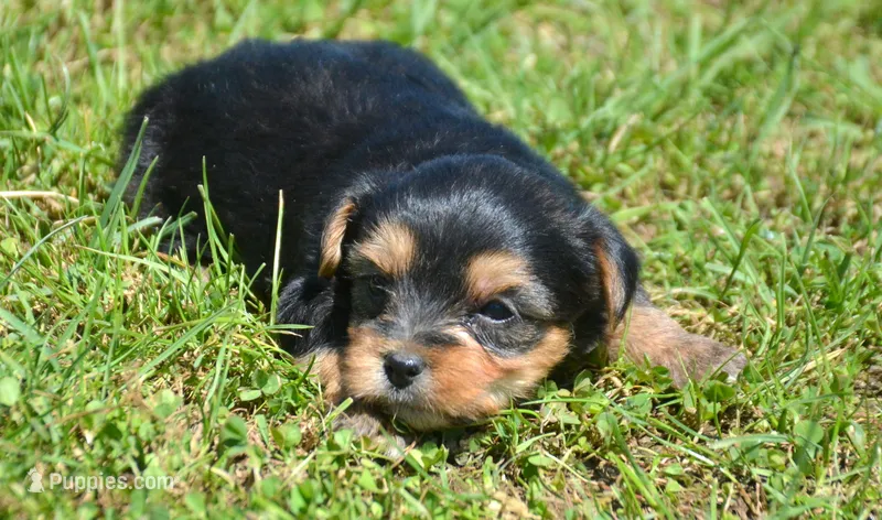 Yvette Yorkie FM3 – Yorkshire Terrier puppy for sale in Kendallville, IN