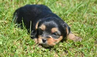 Yvette Yorkie FM3, a female Yorkshire Terrier for sale in Kendallville, IN – 3 of 6