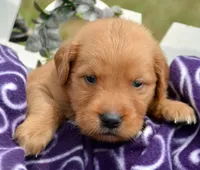 Grant GR M1, a male Golden Retriever for sale in Kendallville, IN – 4 of 6