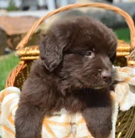 Nugget Newfie Ml 2, a male Newfoundland for sale in Kendallville, IN – 2 of 2