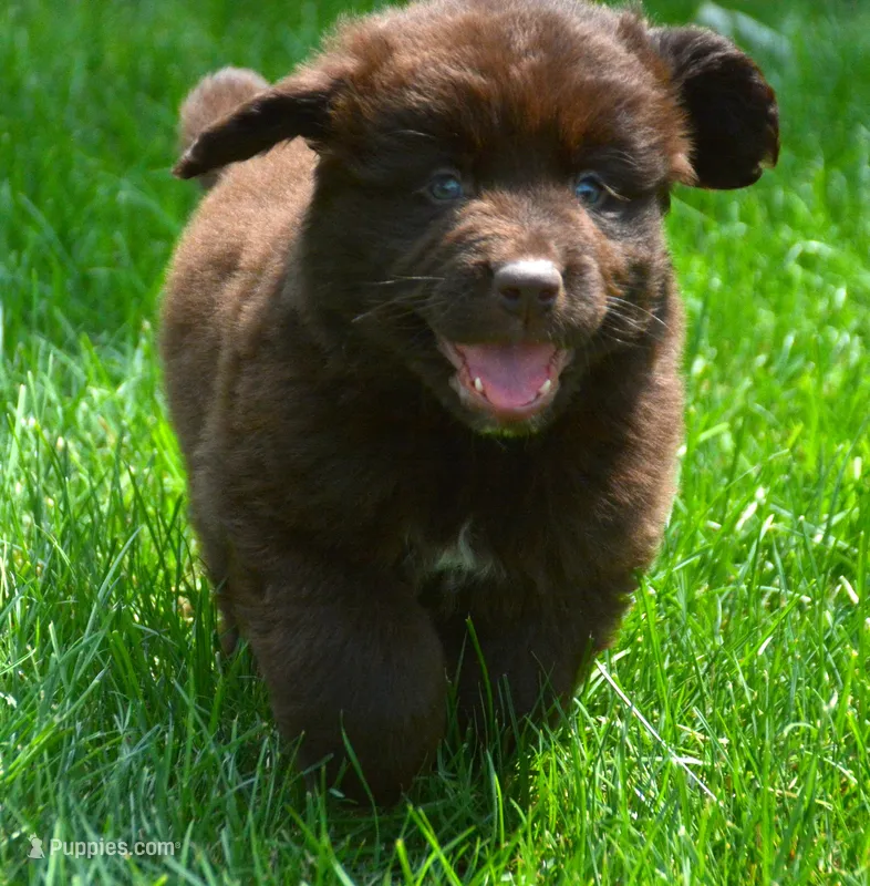 Nugget Newfie Ml 2 – Newfoundland puppy for sale in Kendallville, IN