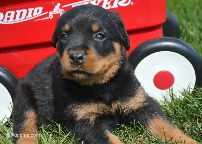 Baxter Rott ML 3 – Rottweiler puppy for sale in Kendallville, IN