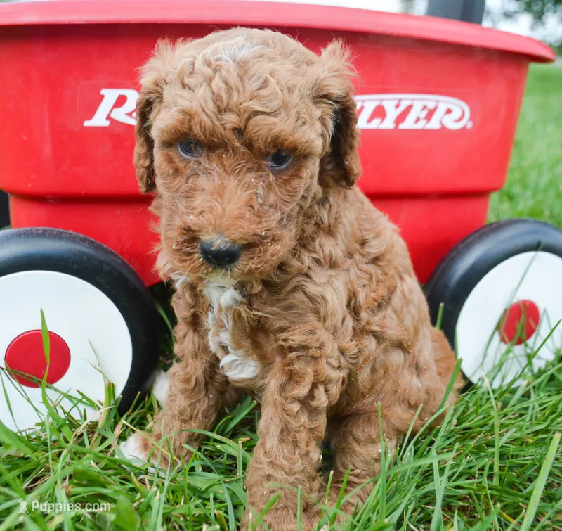 Portia Mini Poodle F2-7 – Poodle - Miniature  puppy for sale in Kendallville, IN