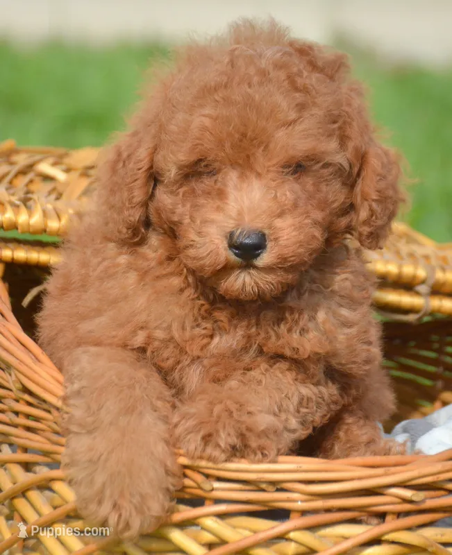 Pete Mini Poodle Ml1 – Poodle - Miniature  puppy for sale in Kendallville, IN