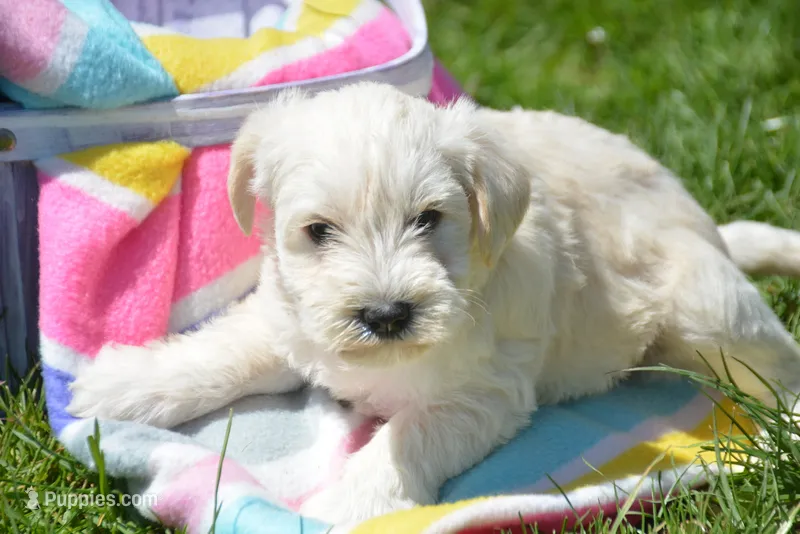 Mollie Mini Schn – Miniature Schnauzer puppy for sale in Kendallville, IN