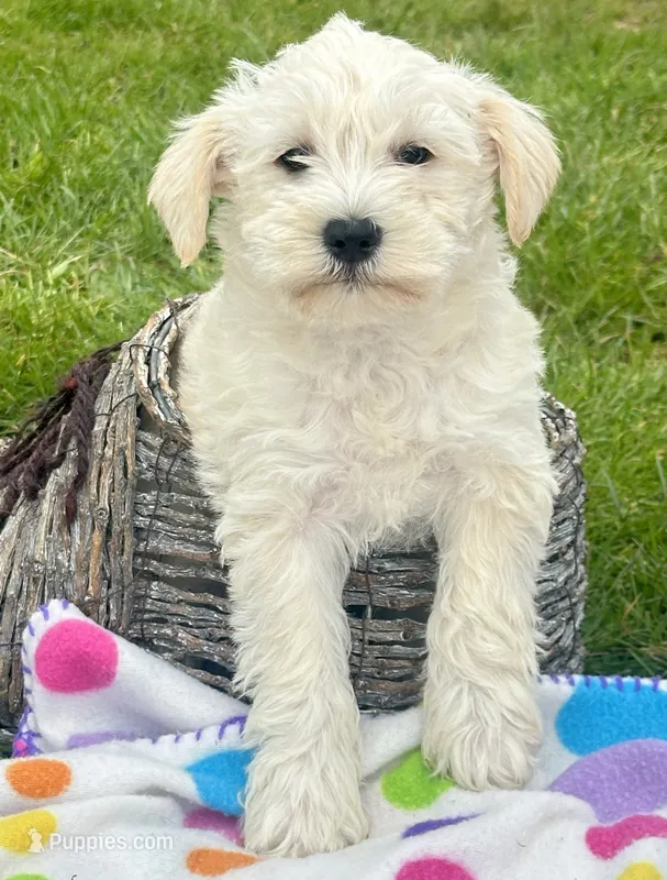 Mollie Mini Schn – Miniature Schnauzer puppy for sale in Kendallville, IN