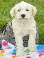 Mollie Mini Schn, a female Miniature Schnauzer for sale in Kendallville, IN – 3 of 8