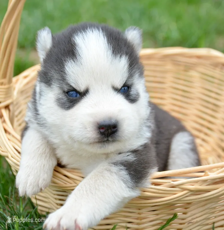 Harper Husky FM 2 – Siberian Husky puppy for sale in Kendallville, IN