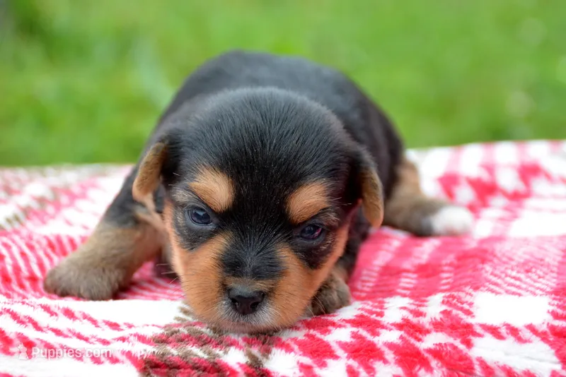 Yvonne Yorkie FM4 – Yorkshire Terrier puppy for sale in Kendallville, IN