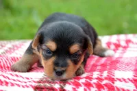 Yvonne Yorkie FM4, a female Yorkshire Terrier for sale in Kendallville, IN – 5 of 6