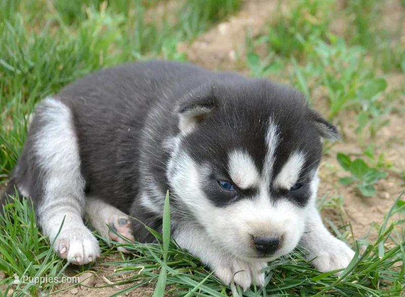 Hank Husky – Siberian Husky puppy for sale in Kendallville, IN