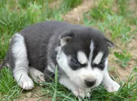 Hank Husky, a male Siberian Husky for sale in Kendallville, IN – 1 of 2