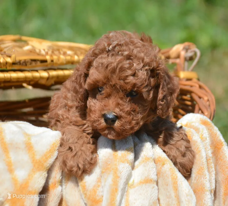 Penny Mini Poodle F3 – Poodle - Miniature  puppy for sale in Kendallville, IN