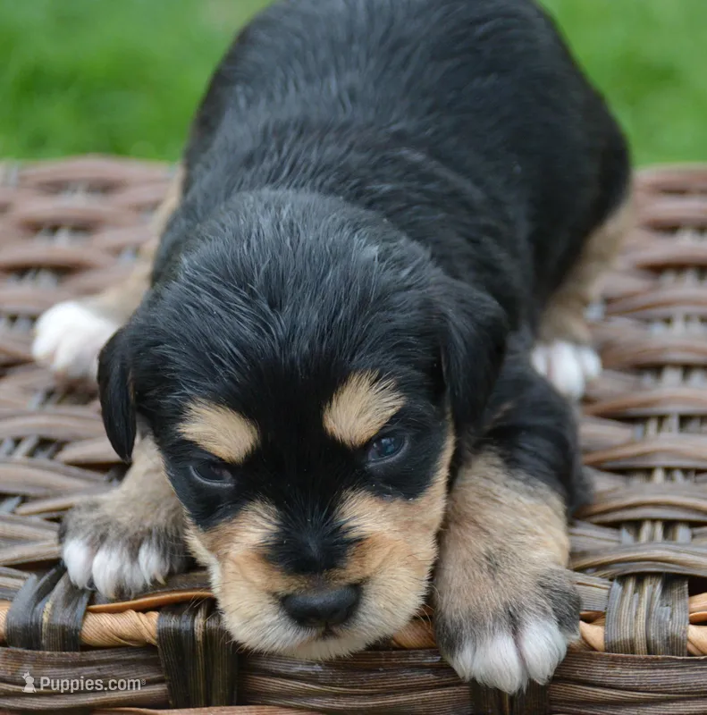 Missy Mini Schn F4 – Miniature Schnauzer puppy for sale in Kendallville, IN