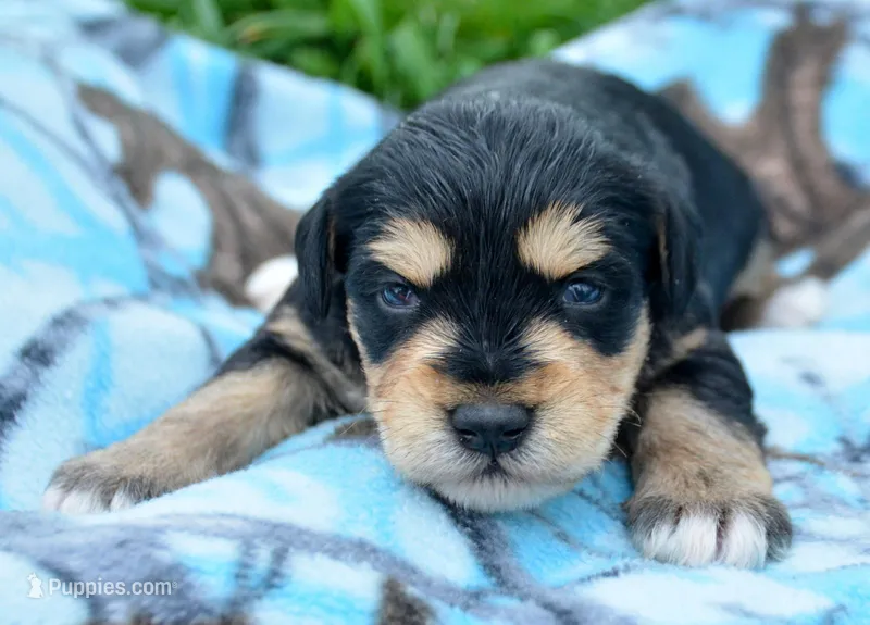 Missy Mini Schn F4 – Miniature Schnauzer puppy for sale in Kendallville, IN