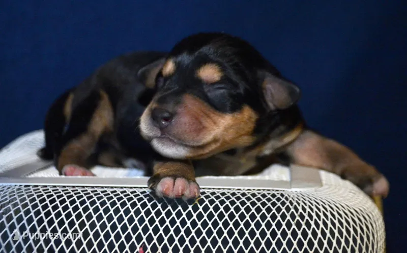 Missy Mini Schn F4 – Miniature Schnauzer puppy for sale in Kendallville, IN