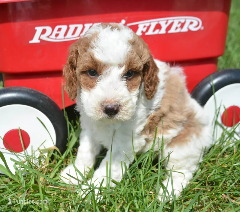 Pasko Mini Poodle M2-4 – Poodle - Miniature  puppy for sale in Kendallville, IN