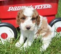 Pasko Mini Poodle M2-4, a male Poodle - Miniature  for sale in Kendallville, IN – 1 of 1