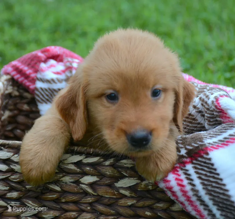 Gunner GR M6 – Golden Retriever puppy for sale in Kendallville, IN