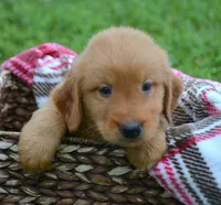 Gunner GR M6, a male Golden Retriever for sale in Kendallville, IN – 1 of 6