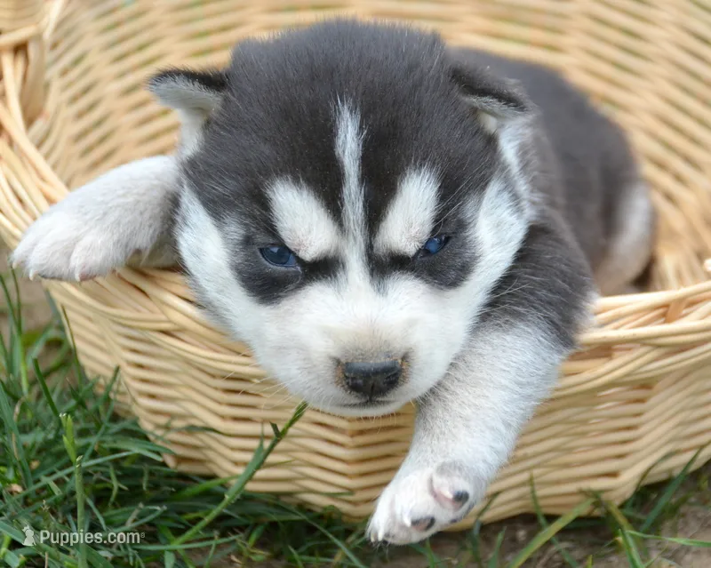 Hank Husky – Siberian Husky puppy for sale in Kendallville, IN