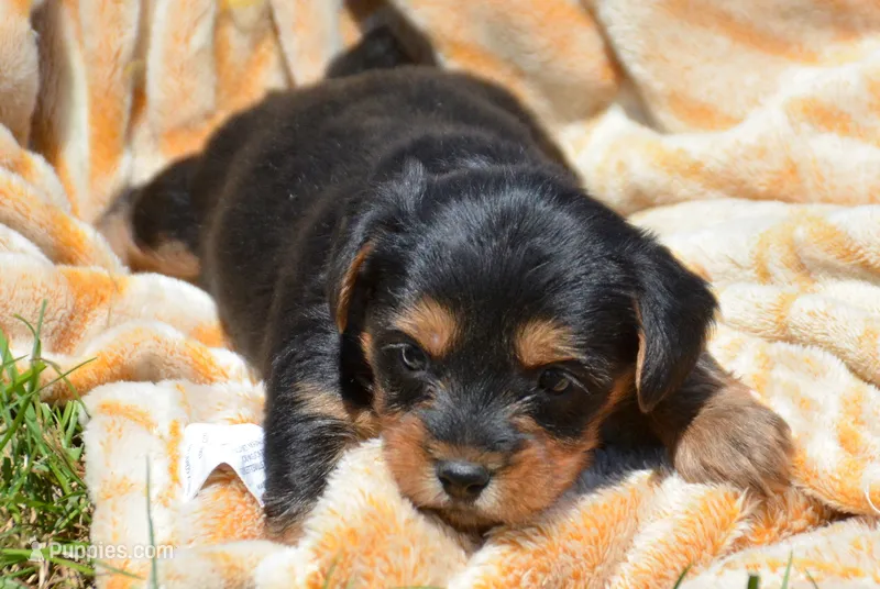Yvonne Yorkie FM4 – Yorkshire Terrier puppy for sale in Kendallville, IN