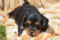 Yvonne Yorkie FM4, a female Yorkshire Terrier for sale in Kendallville, IN – 4 of 6