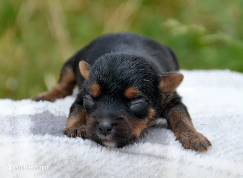 Yuri Yorkie ML2 – Yorkshire Terrier puppy for sale in Kendallville, IN