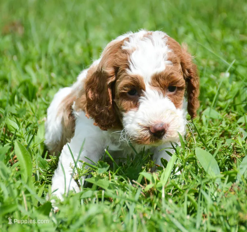 Peggy Mini Poodle F2-8  – Poodle - Miniature  puppy for sale in Kendallville, IN